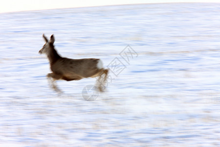 冬季白尾鹿季节性毛皮游戏季节驯鹿野生动物动物牛角白色荒野背景图片