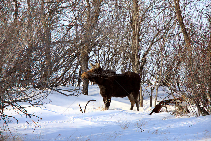 加拿大冬季萨斯喀彻温省动物野生动物图片