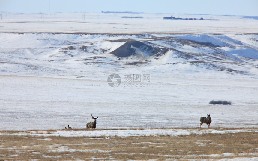 加拿大冬季的荒野哺乳动物麋鹿游戏白色毛皮野生动物寒冷牛角季节性图片