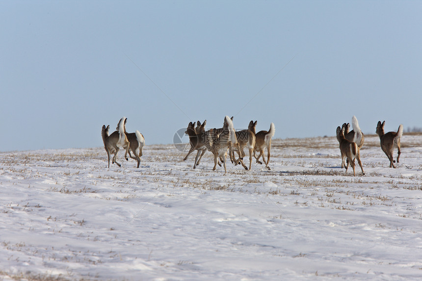 加拿大冬季的鹿图片