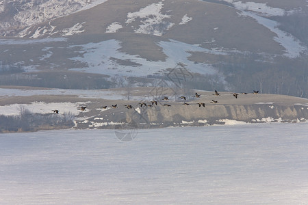 春春早抵达加拿大的鹅子在飞行中动物羽毛移民蓝色家庭天空翅膀白色鸭子游泳背景图片