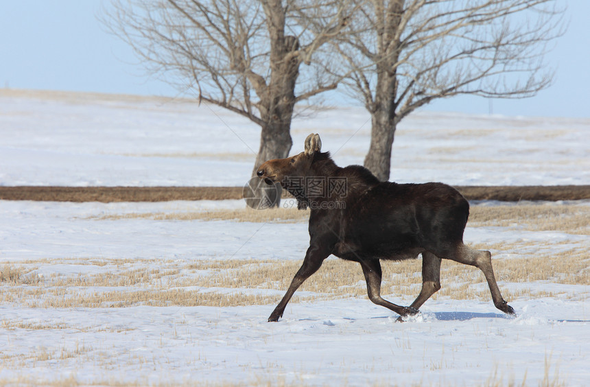 在冬季逃亡的驼鹿季节性动物季节图片