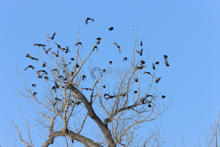 加拿大树上的黑鸟花园翅膀野生动物航班动物雀科天空种子黑色木头图片