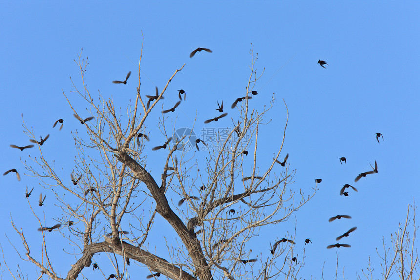 加拿大树上的黑鸟黑色航班天空花园种子羽毛翅膀雀科动物木头图片