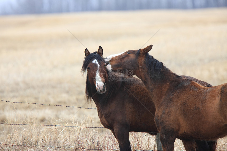 加拿大牧草地的马动物蓝色马术草原场地乡村红色棕色农场草地图片