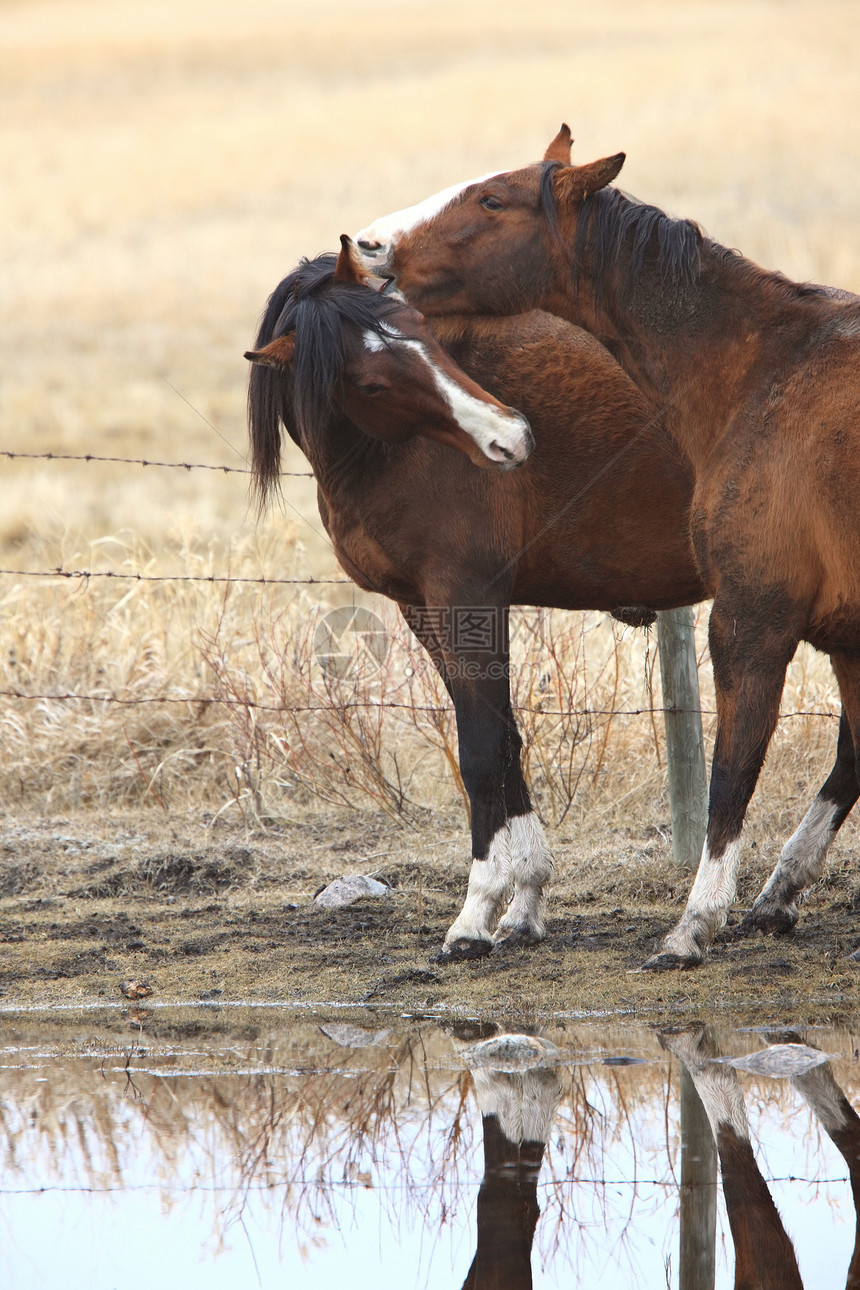 加拿大牧草地的马草原草地棕色动物乡村蓝色荒野红色场地马术图片