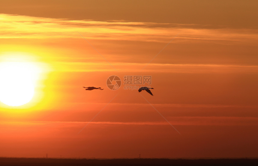 在萨斯喀彻温日落飞行的天鹅白色草原天空羽毛图片