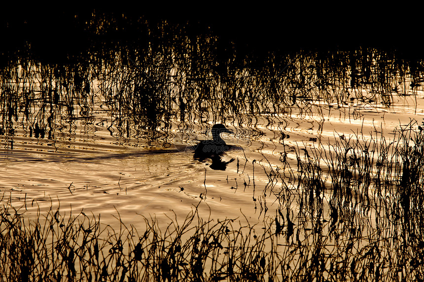 加拿大萨斯喀彻温Pond Sunset的鸭子硅泥图片