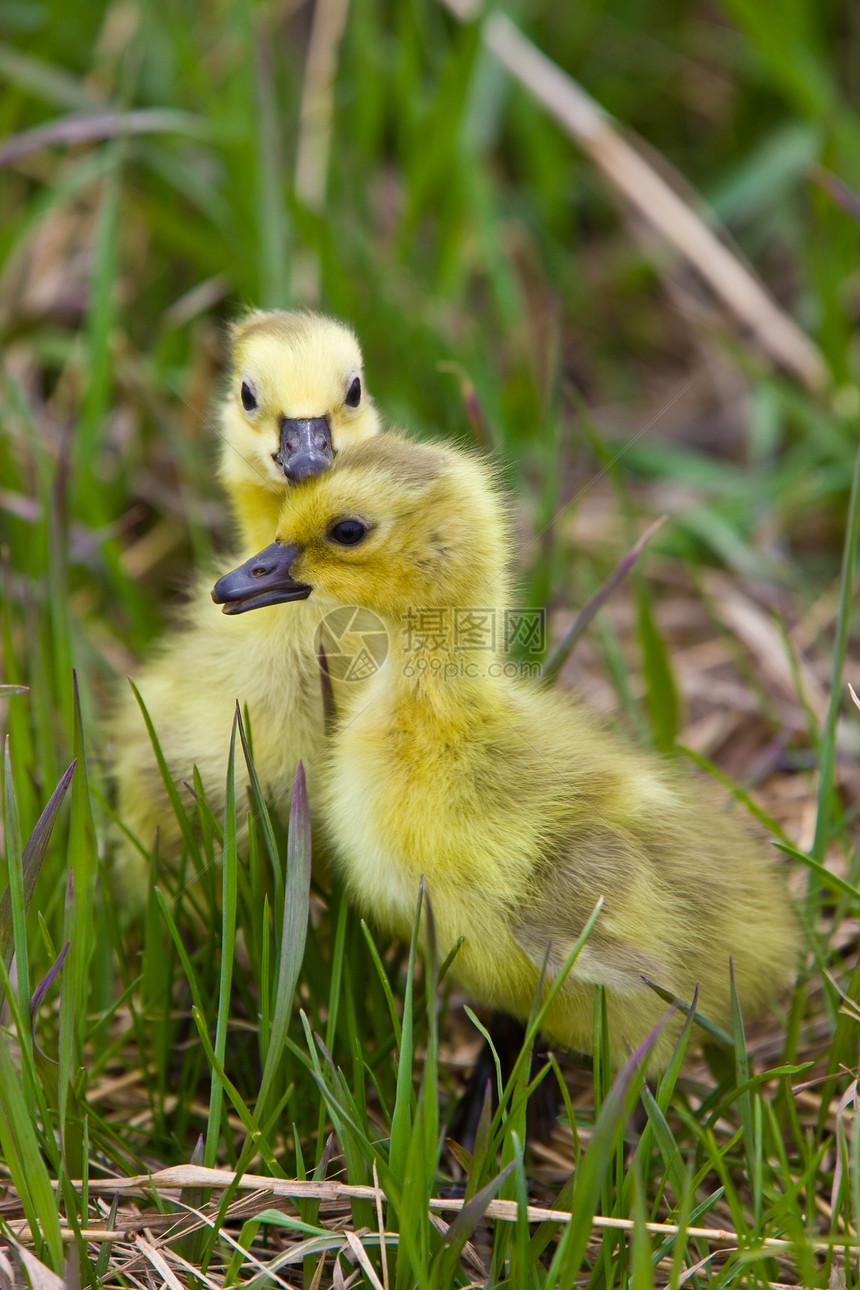 萨斯喀彻温省草原的婴儿黄色母亲荒野羽毛小鹅鸭子家庭绿色父母野生动物图片