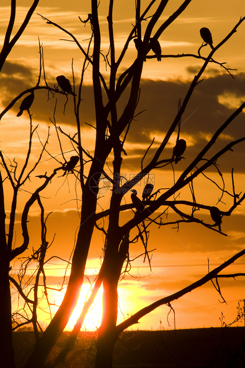 日落时树中的火花黑鸟天空蓝色种子航班野生动物雀科木头羽毛季节图片