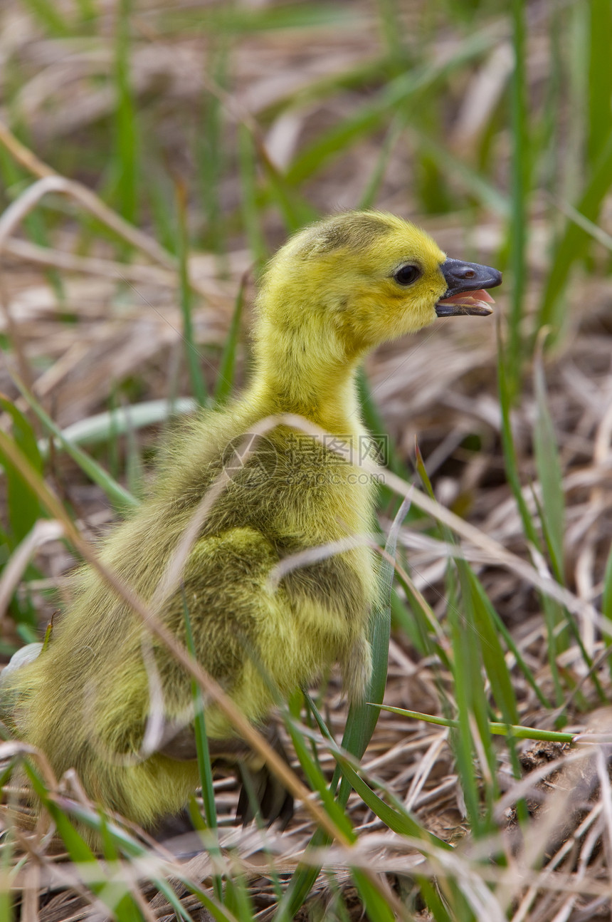 萨斯喀彻温省草原的婴儿荒野羽毛黄色孩子鸭子后代鸟类家庭父母野生动物图片
