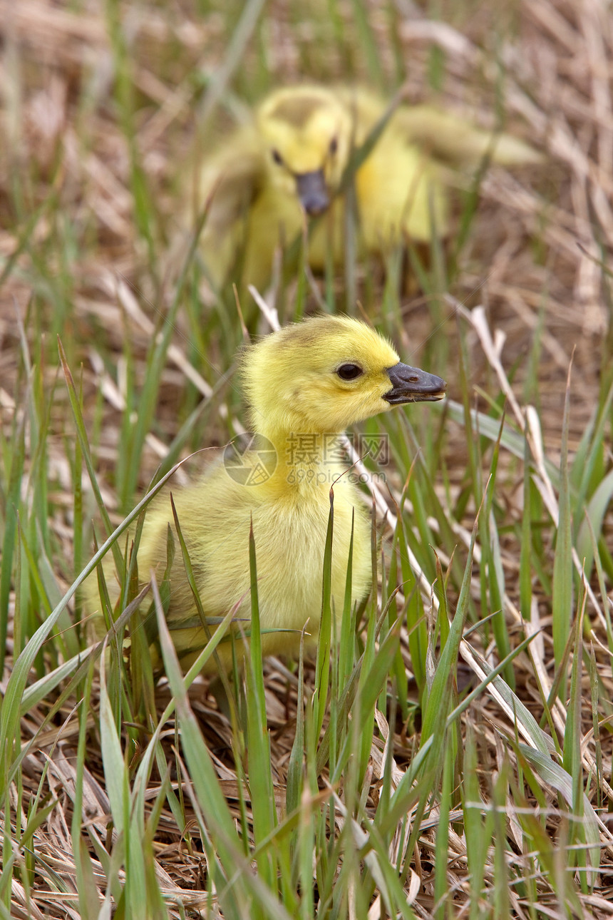 萨斯喀彻温省草原的婴儿荒野羽毛父母孩子后代鸟类绿色母亲家庭鸭子图片