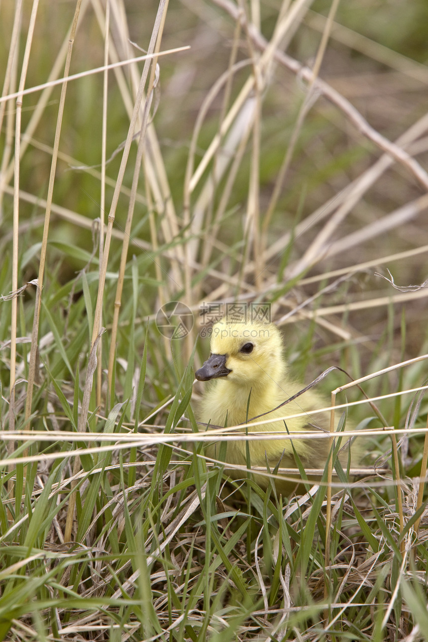 萨斯喀彻温省草原的婴儿鸟类后代荒野羽毛黄色小鹅父母绿色家庭鸭子图片