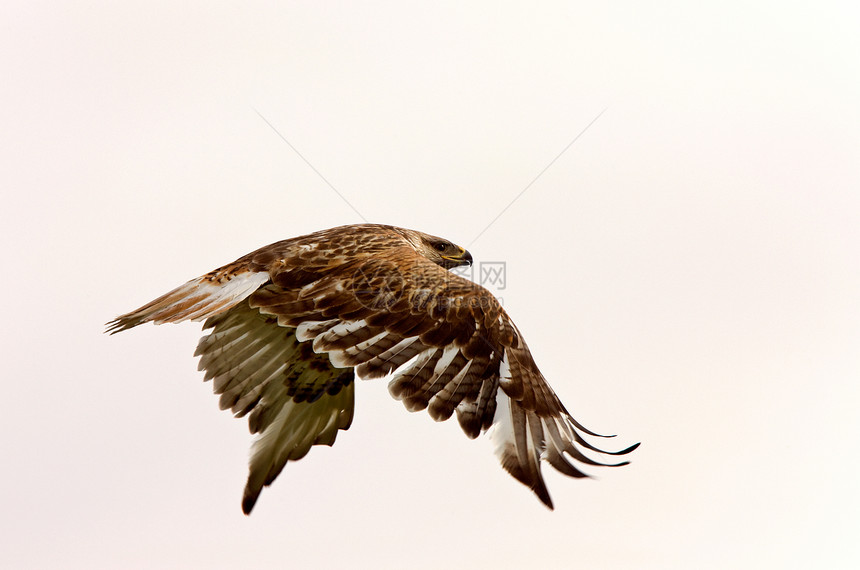 加拿大飞行中的食物栖息捕食者观鸟野生动物利爪猎物荒野掠夺性翅膀图片