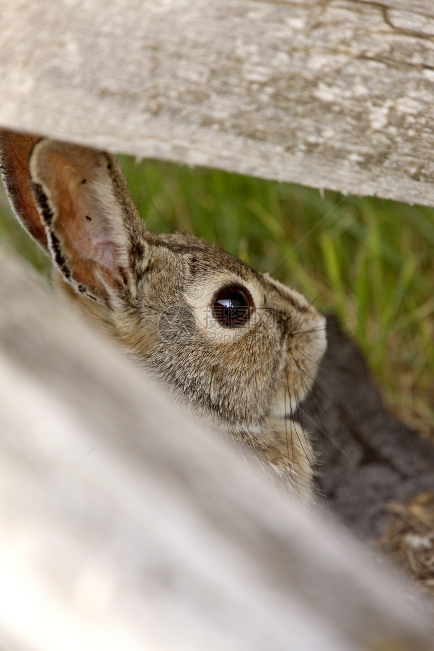 Bush 兔子加拿大萨斯喀彻温衬套自然绿色宠物耳朵灌木丛毛皮蓝色动物白色图片