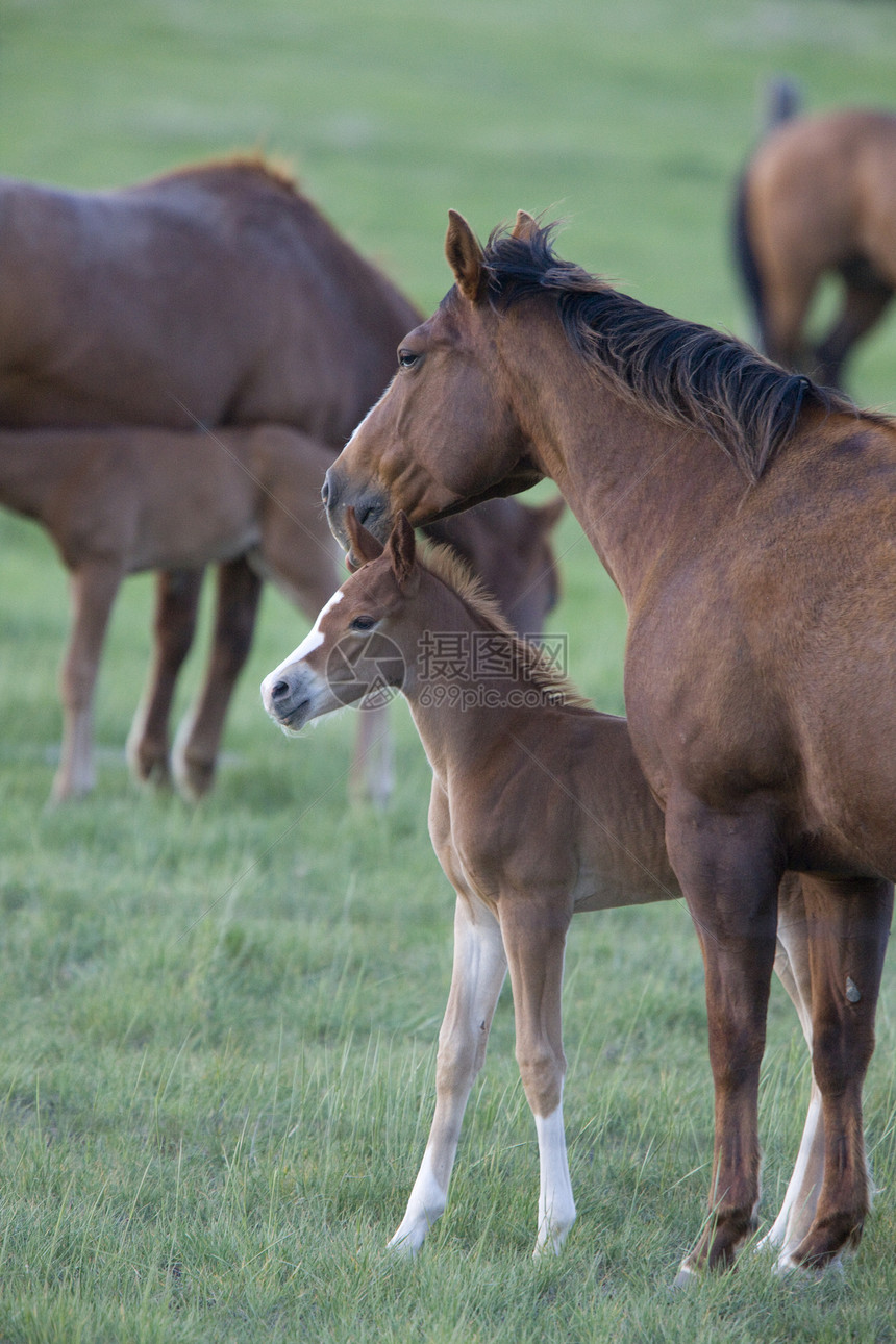加拿大萨斯喀彻温省Pasture的马和Colt母亲场地牧场良种动物赌注运动跑步投注速度图片