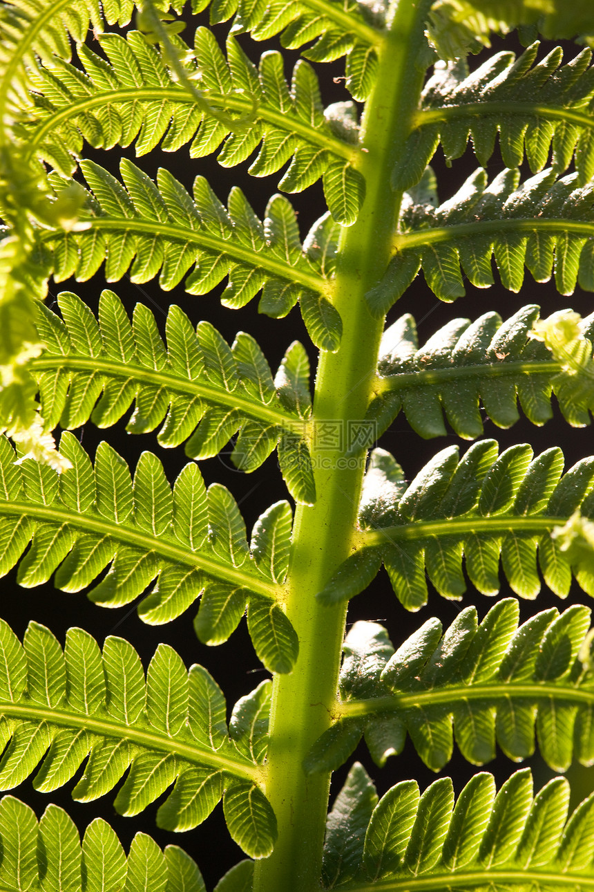 近距离接近的加拿大fern Canada图片
