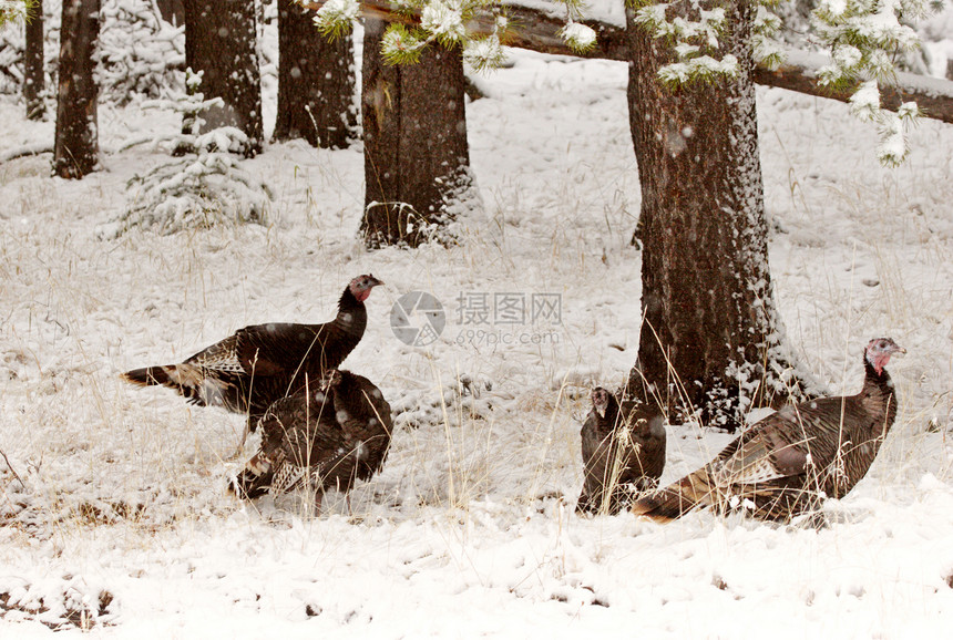 冬季的野生土耳其动物群荒野栖息地新世界动物地面常年受保护野生动物图片