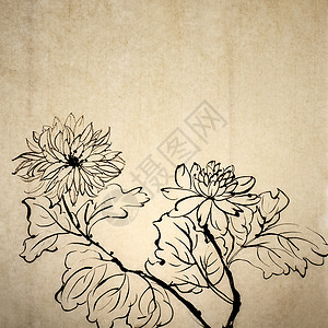中文传统墨油绘画插图衬套文化植物刷子手工书法艺术墨水菊花背景图片