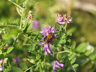CRECA 彩虹大黄蜂农村荒野昆虫植物群蜜蜂簇绒背景图片