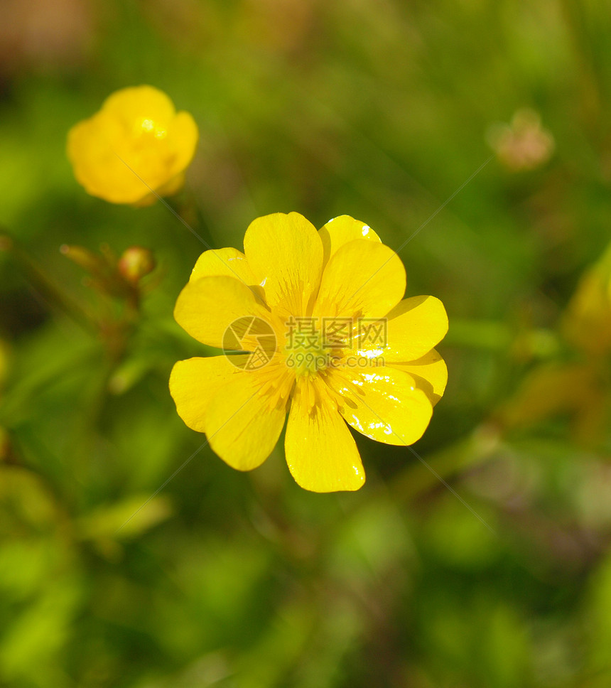 黄黄野向季节草原太阳植物群土地野花天气阳光日光草地图片