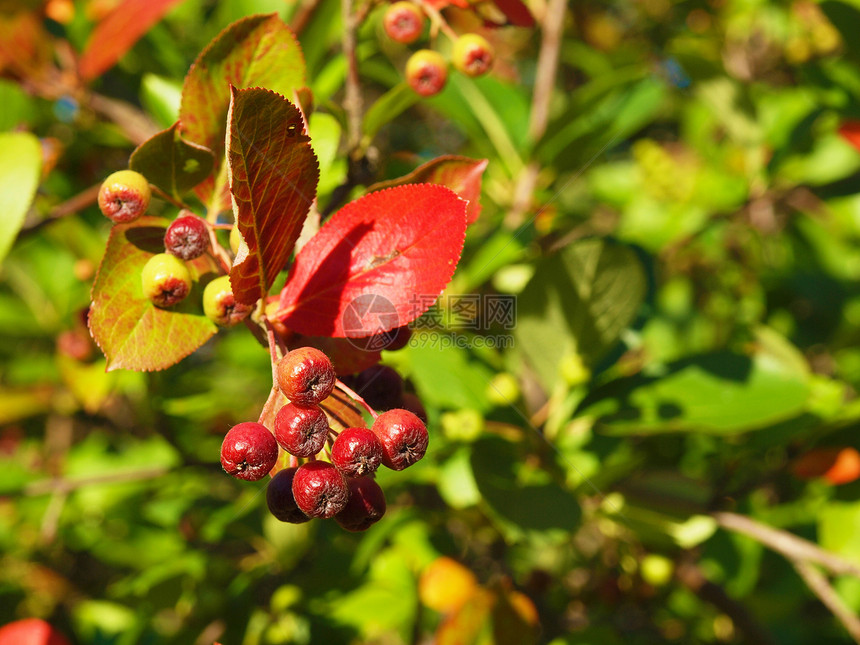黑窒息莓阿罗尼亚梅拉诺卡帕园艺叶子植物食物宏观收获黑色营养浆果图片