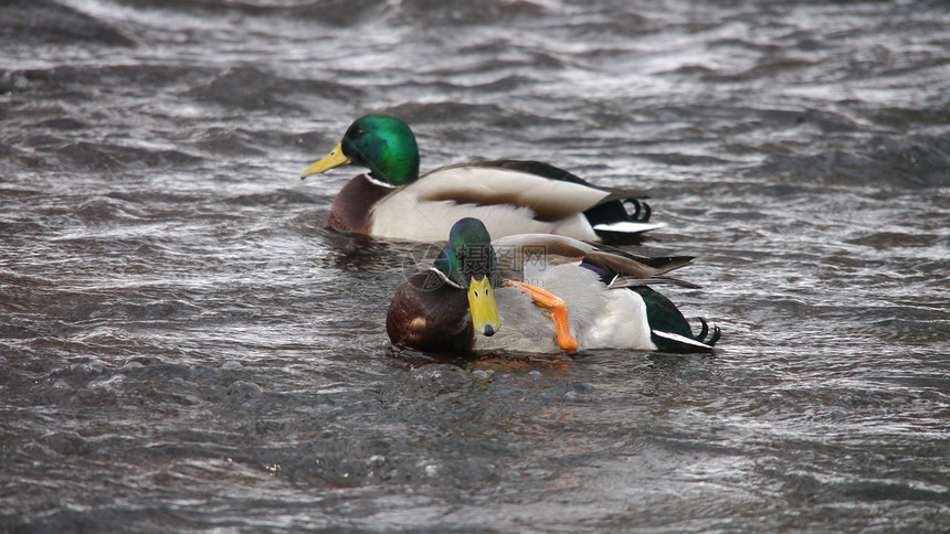 冬天在河上鸭子绿色女性季节性摄影淡水羽毛冻结池塘野生动物荒野图片