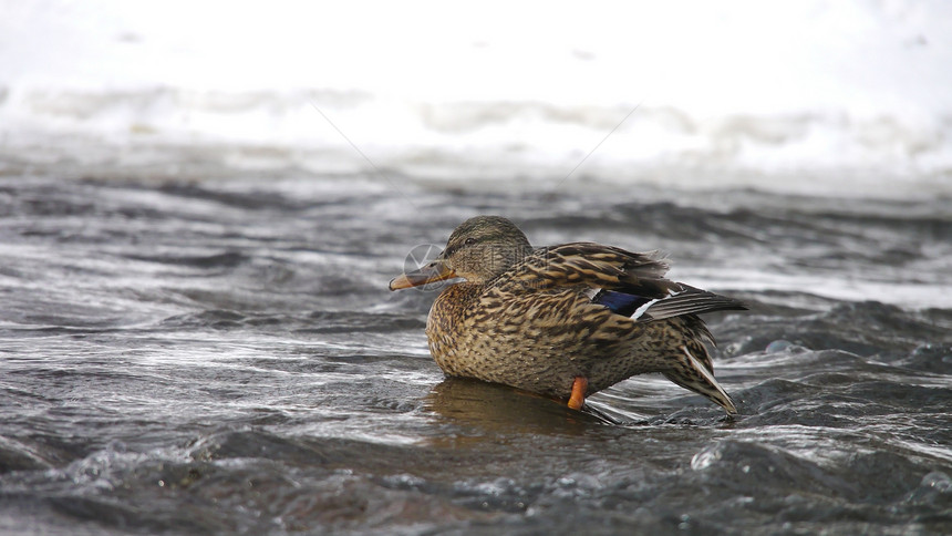 冬天在河上鸭子淡水羽毛荒野绿色野生动物翅膀白色摄影女性冻结图片