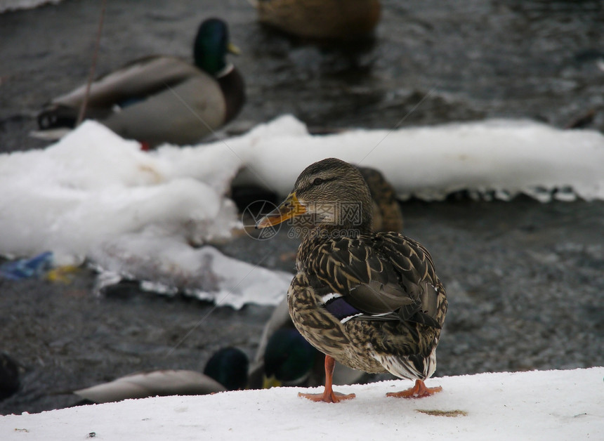 冬天在河上鸭子池塘荒野野生动物绿色羽毛季节性白色摄影冻结淡水图片