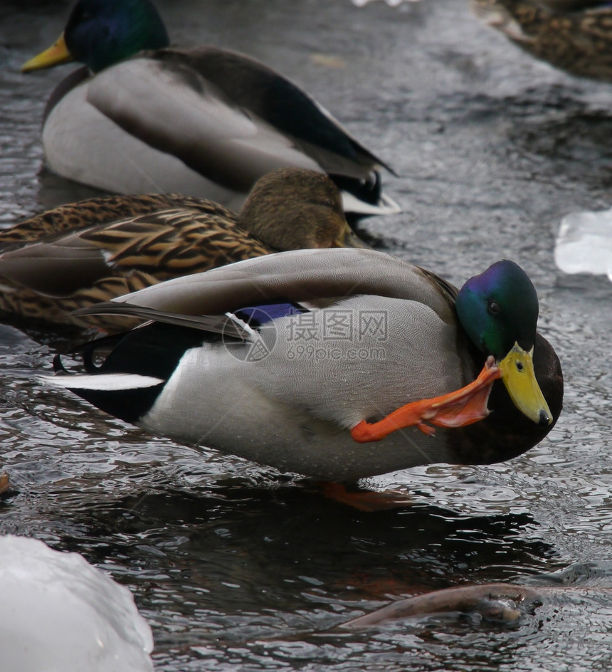 冬天在河上鸭子淡水池塘野生动物绿色季节性荒野翅膀女性摄影冻结图片