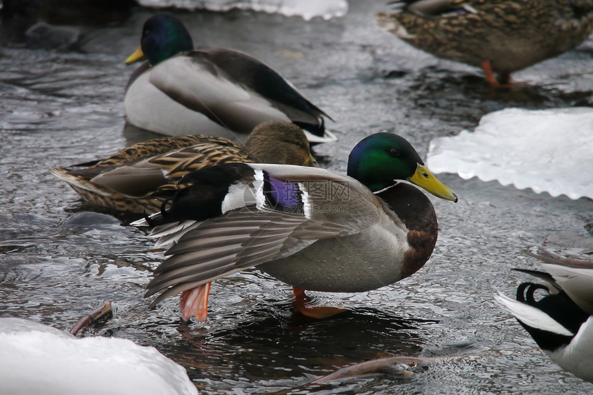 冬天在河上鸭子绿色羽毛冻结白色荒野摄影季节性野生动物淡水女性图片