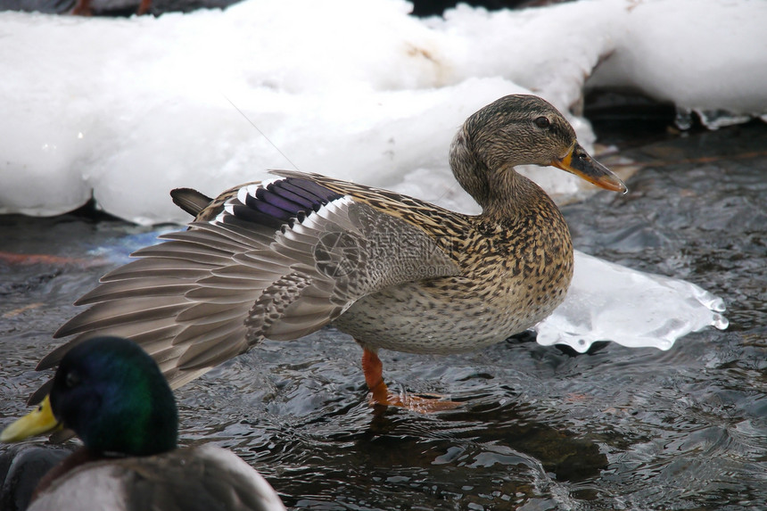 冬天在河上鸭子季节性绿色白色冻结女性荒野淡水摄影野生动物羽毛图片