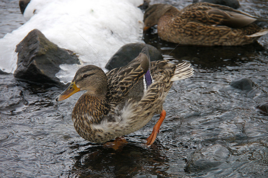 冬天在河上鸭子绿色女性摄影白色野生动物翅膀冻结淡水荒野羽毛图片