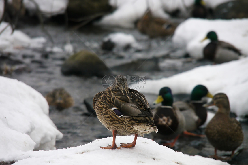 冬天在河上鸭子摄影季节性白色淡水荒野池塘女性野生动物绿色冻结图片