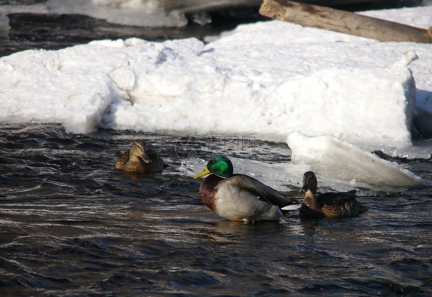 冬天在河上鸭子季节性羽毛绿色荒野池塘淡水女性野生动物摄影冻结图片