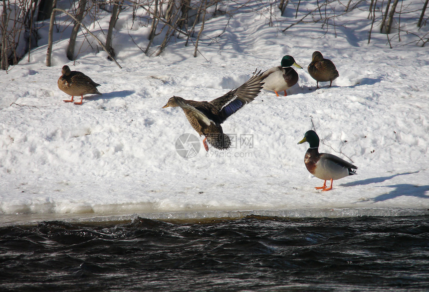 冬天在河上鸭子淡水野生动物羽毛季节性池塘摄影荒野女性冻结翅膀图片