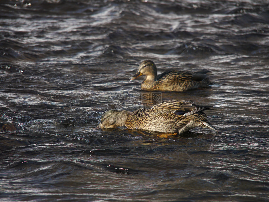 冬天在河上鸭子野生动物羽毛季节性摄影女性荒野白色翅膀池塘绿色图片