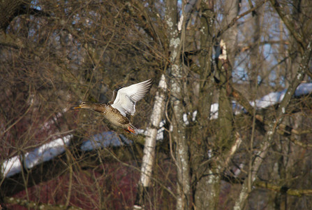 在飞行中鸭鸭沼泽白色翅膀白鹭鸟类鸭子航班湿地公园嘎嘎背景图片