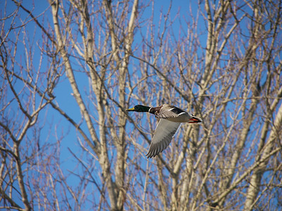 在飞行中鸭鸭翅膀白色白鹭湿地鸭子航班公园沼泽嘎嘎湖畔背景图片