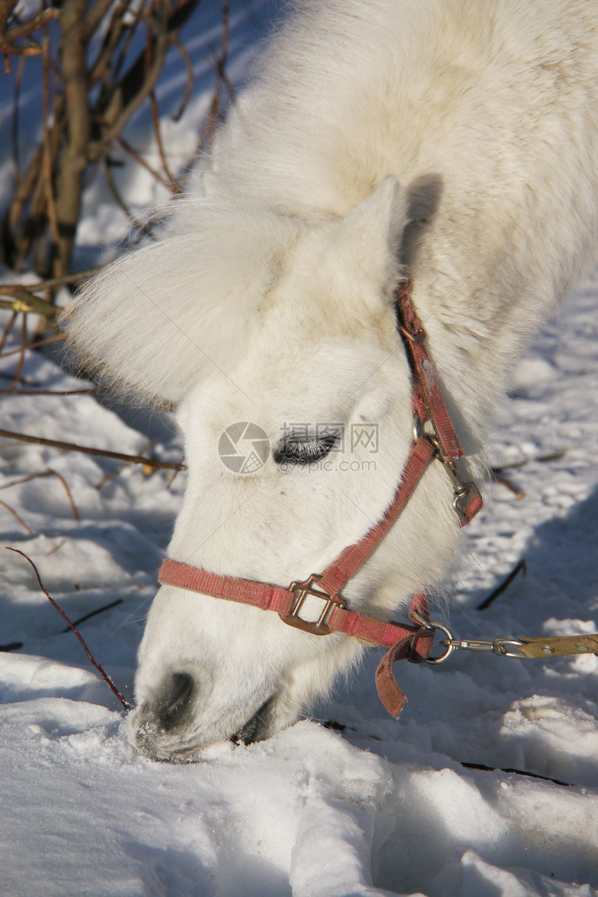 冬天一匹白马的肖像季节农田小马农场木头动物蓝色场地栅栏国家图片