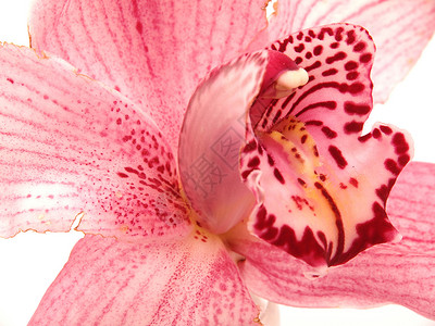 美丽的兰花花紫色礼物兰花白色背景图片