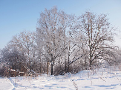冬季风景场景天气冻结白色林地气候季节森林国家蓝色背景图片