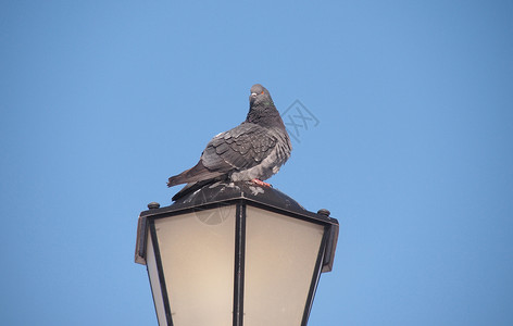 坐在街灯上的石鸽路灯晴天街道风琴伦巴金属灰色鸽子框架摇滚背景图片