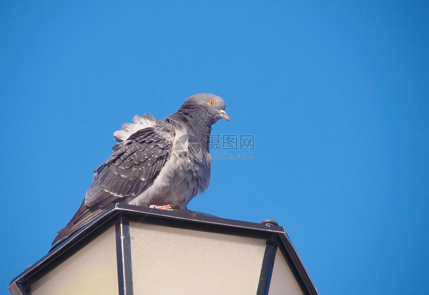 坐在街灯上的石鸽天空框架金属路灯荒野风琴街道蓝色灰色鸽子图片