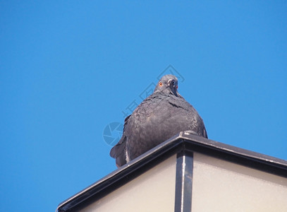 坐在街灯上的石鸽摇滚灰色金属鸽子晴天蓝色伦巴天空路灯风琴背景图片