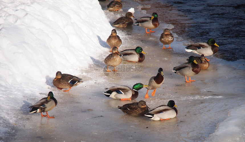 冬天在河上鸭子淡水羽毛绿色白色摄影池塘野生动物冻结女性荒野图片