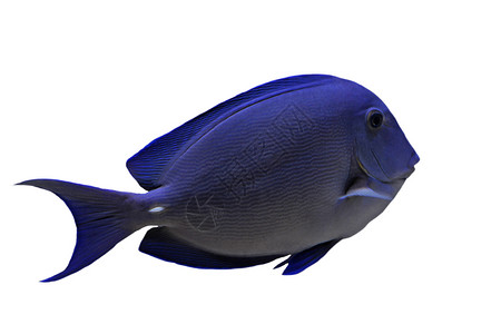 蓝海底鱼蓝色动物热带水族馆热带鱼背景图片