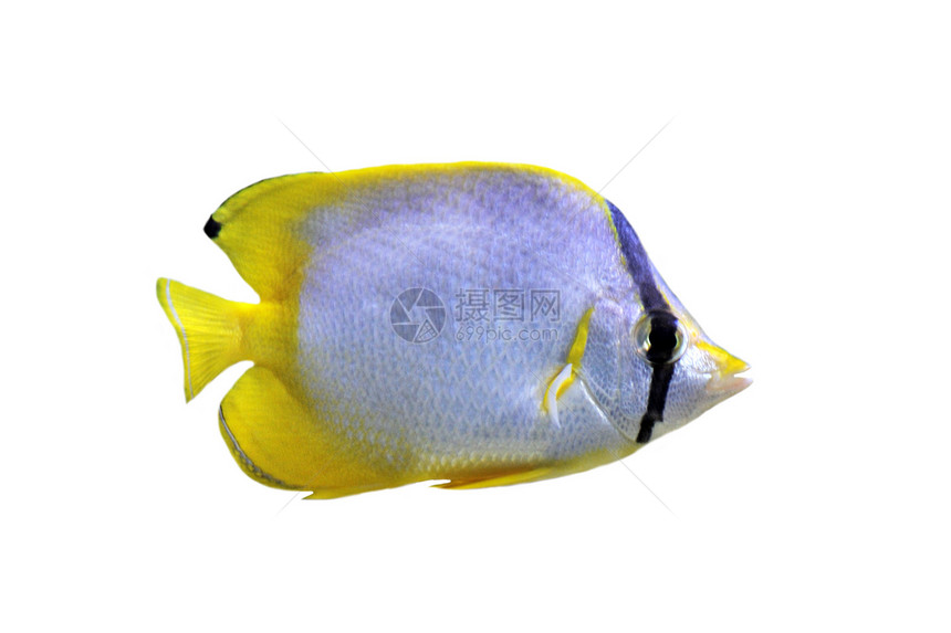 经济 社会和文化权利水族馆蝶鱼动物白色热带毛壳黄色图片
