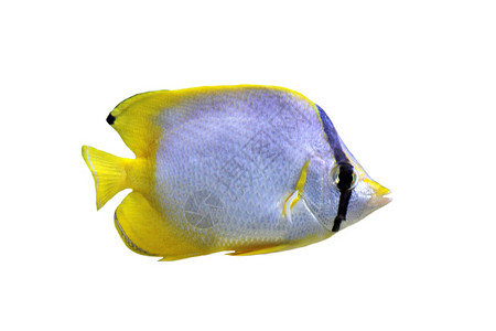 经济 社会和文化权利水族馆蝶鱼动物白色热带毛壳黄色背景图片
