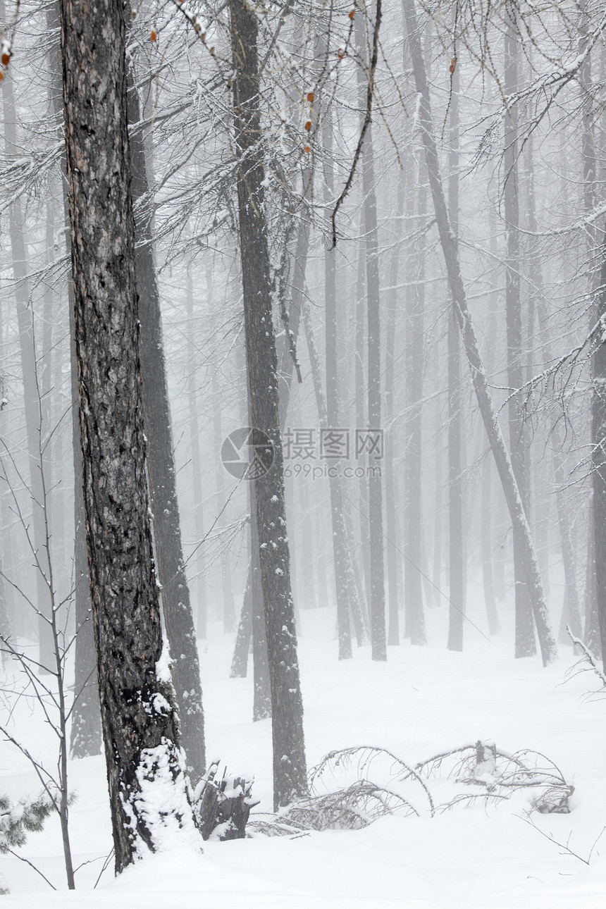 冬季森林植物薄雾冻伤天气环境树木农村树叶冻结雾凇图片